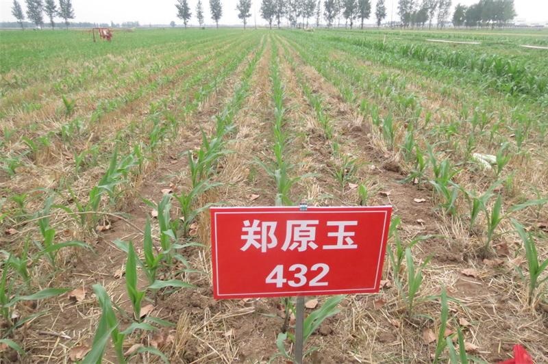 玉米籽粒收试验 1.jpg