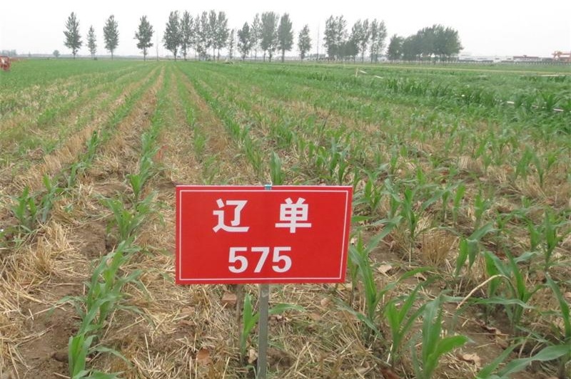玉米籽粒收试验2.jpg