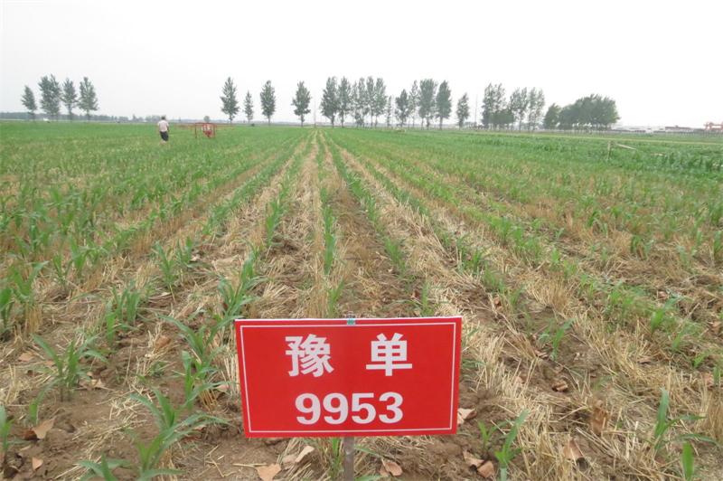 玉米籽粒收试验 3.jpg
