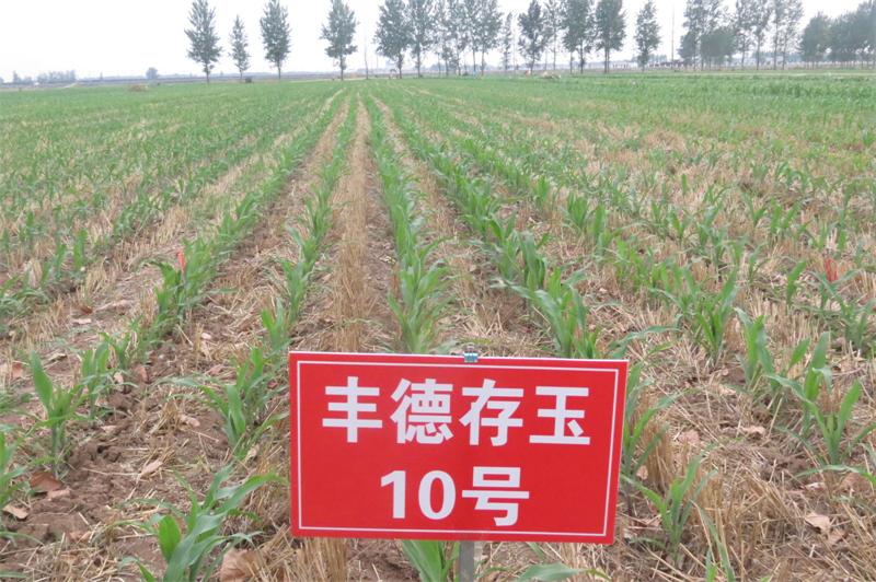 玉米籽粒收试验 4.jpg
