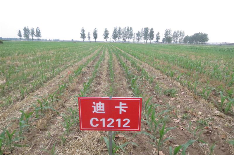 玉米籽粒收试验 5.jpg