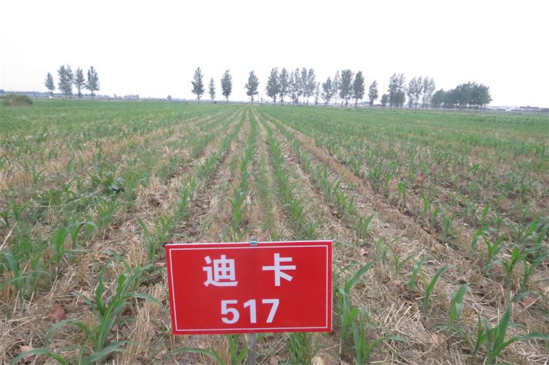 玉米籽粒收试验 6.jpg