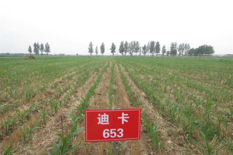 玉米籽粒收试验 7.jpg